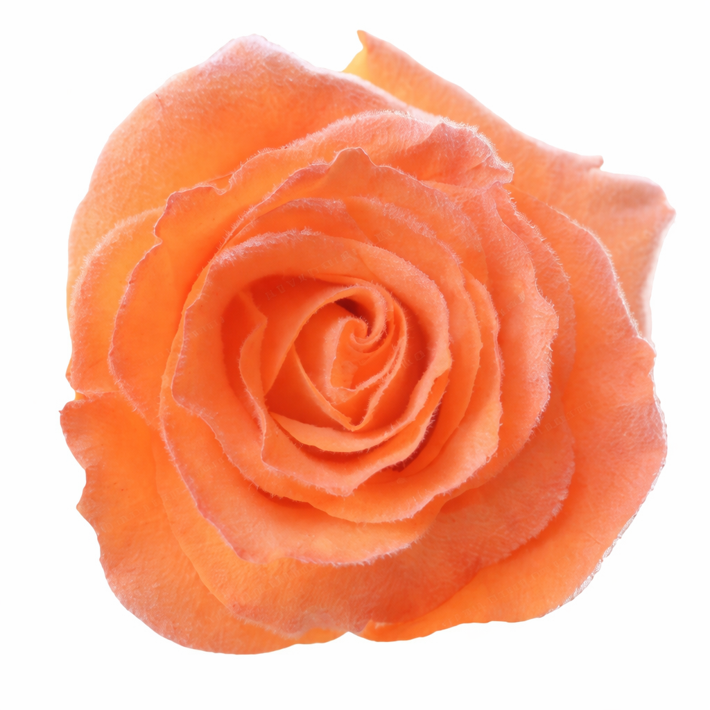 Tangerine Velvet Tinted Fresh Cut Roses