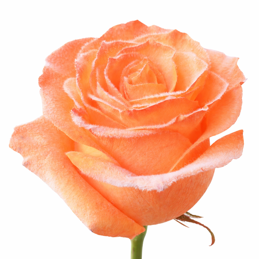 Tangerine Velvet Tinted Fresh Cut Roses