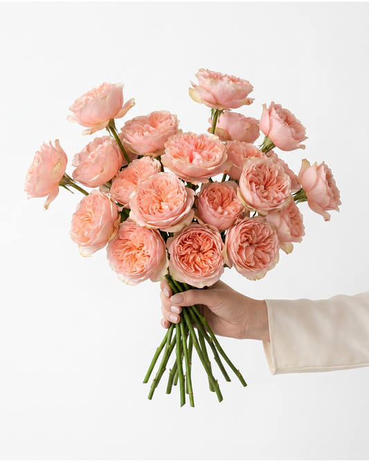 Peach Cashmere Tip Top Garden Rose