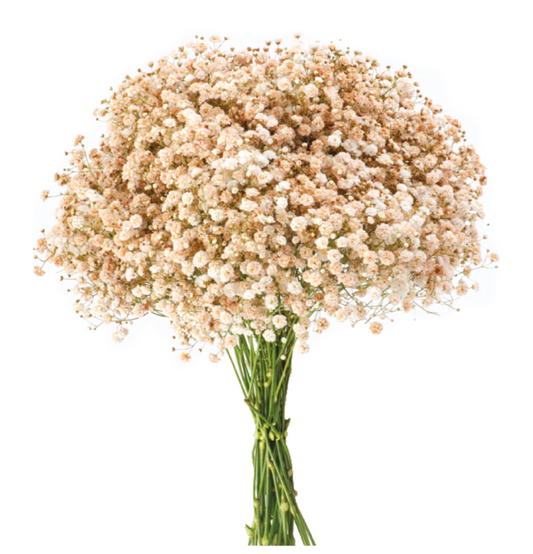 Toffee Tinted Baby's Breath