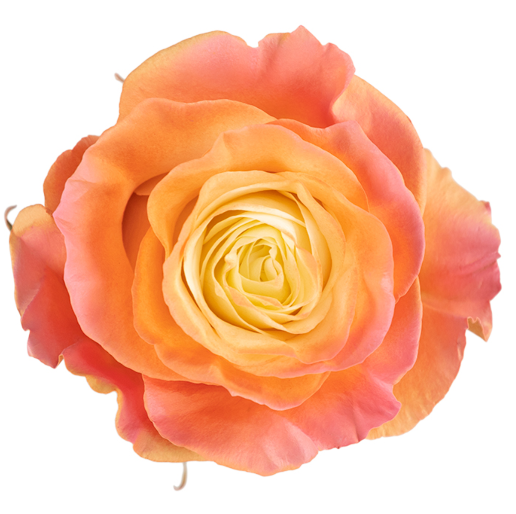 Tropical Sunset Orange Tinted Roses