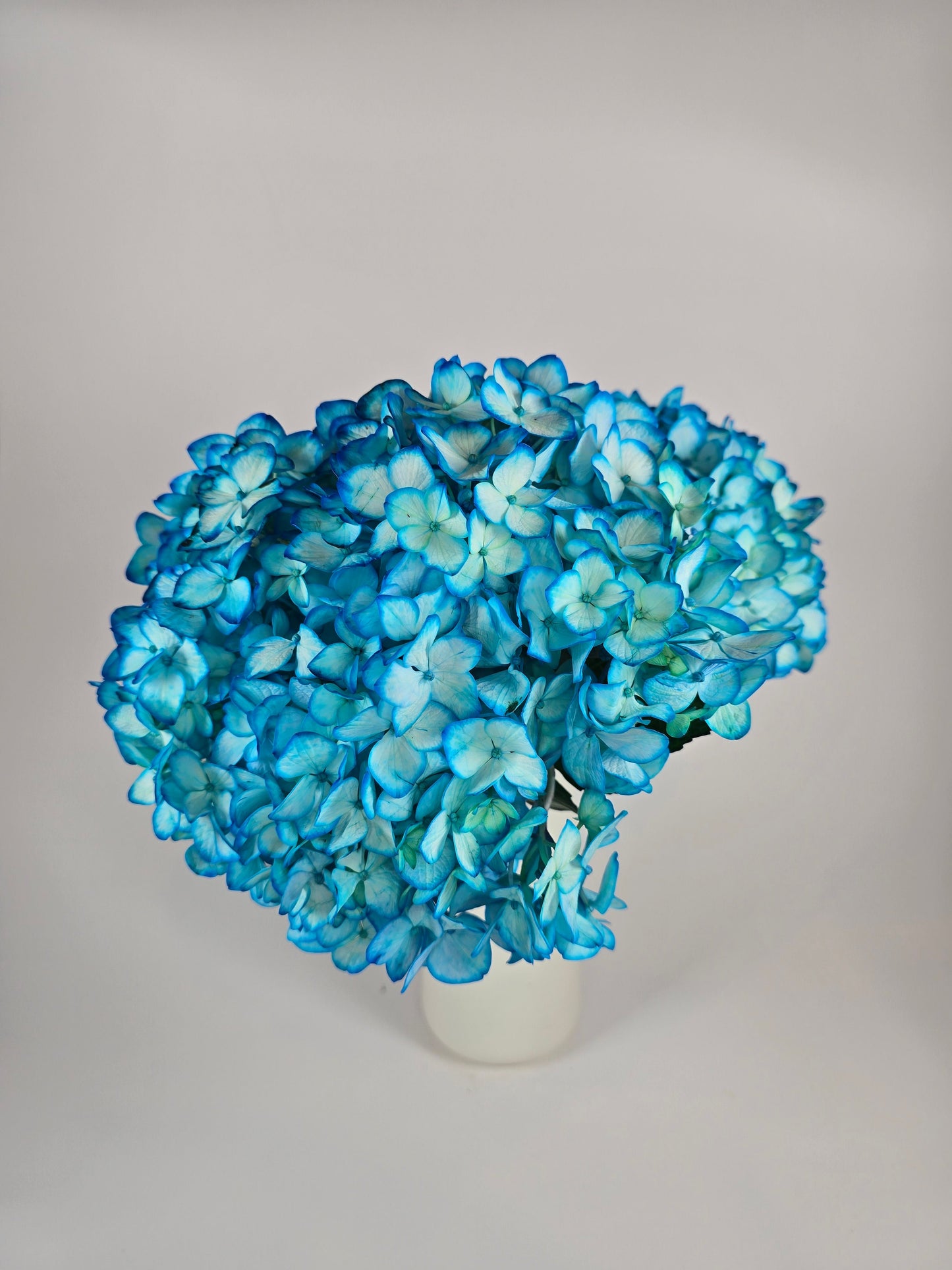 Turquoise Tinted Hydrangea