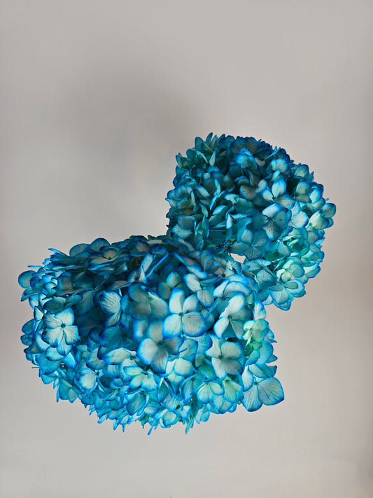 Turquoise Tinted Hydrangea