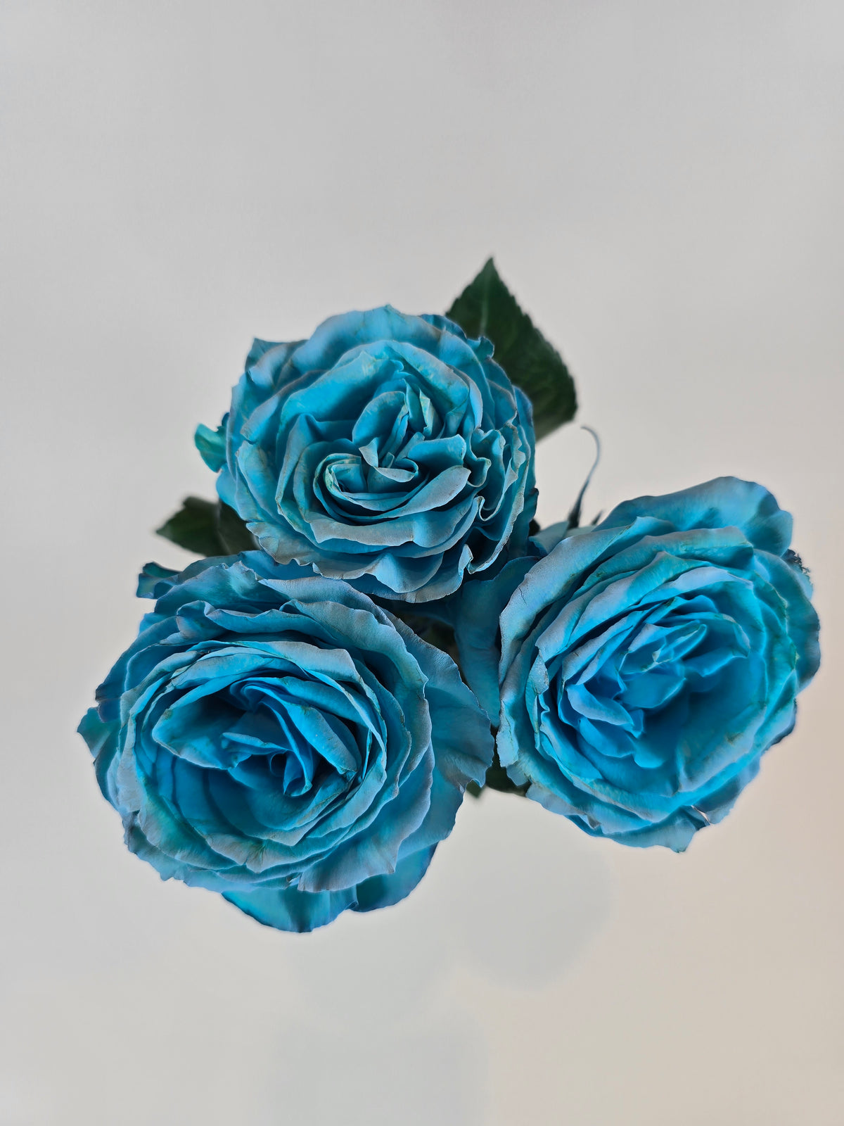 Blue T Intend Roses Turquoise Tinted Rose – The Flower Hype