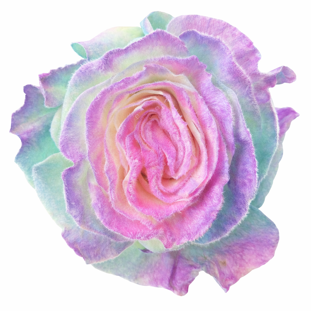 Unicorn Magic Velvet Tinted Fresh Cut Roses