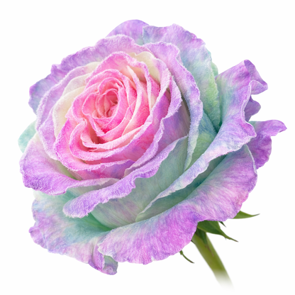 Unicorn Magic Velvet Tinted Fresh Cut Roses