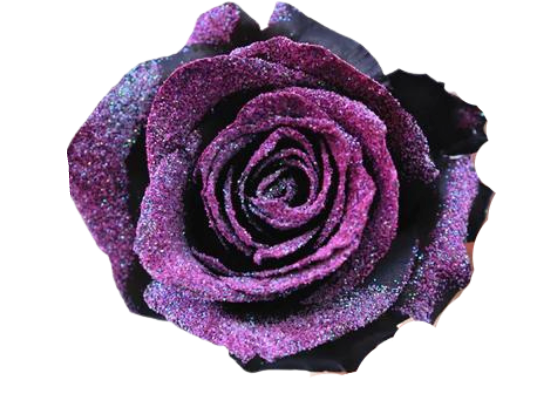 Velvet Aurora Tinted Rose