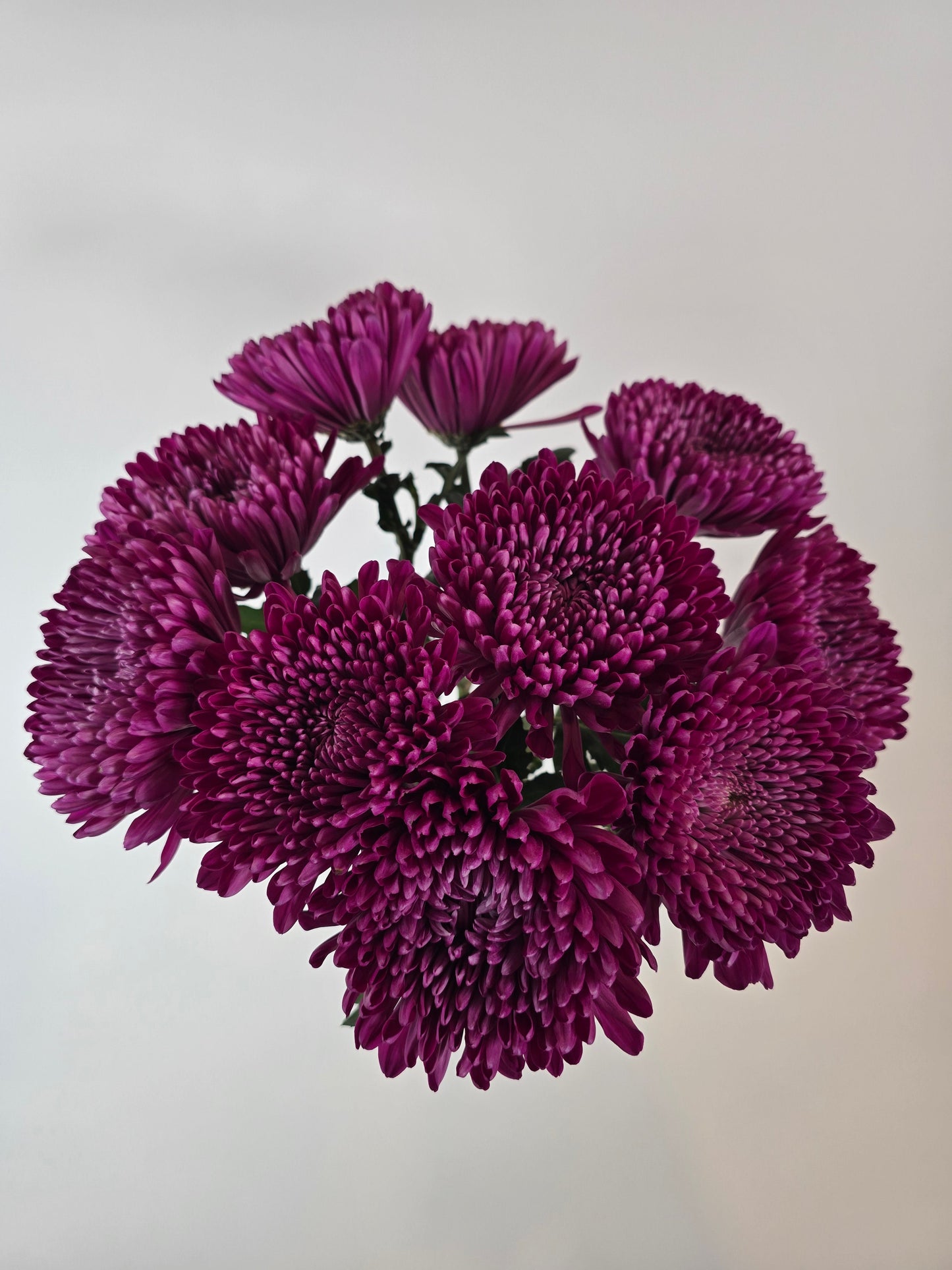 Velvet Plum Cremon Mums