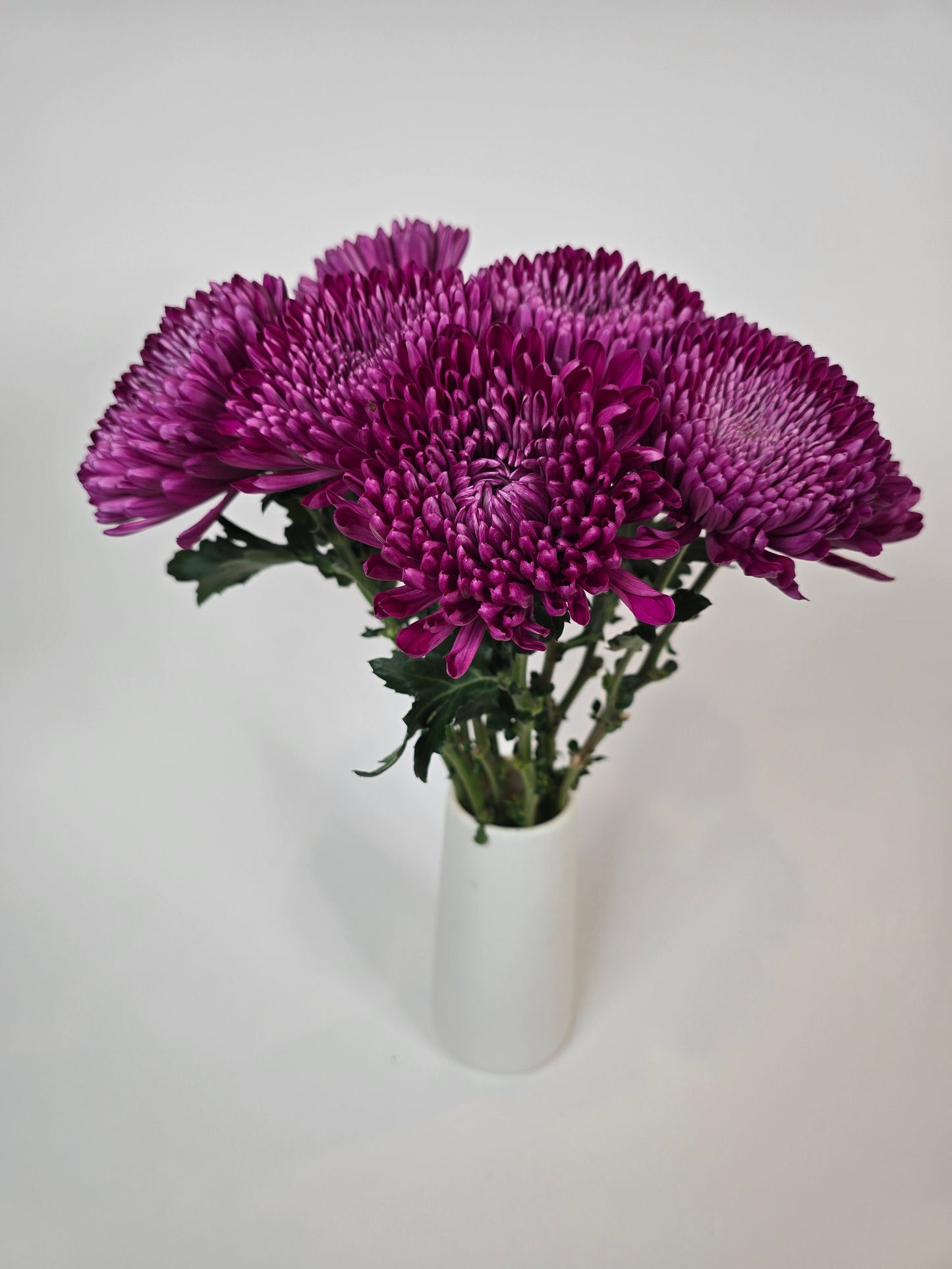 Velvet Plum Cremon Mums