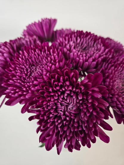 Velvet Plum Cremon Mums