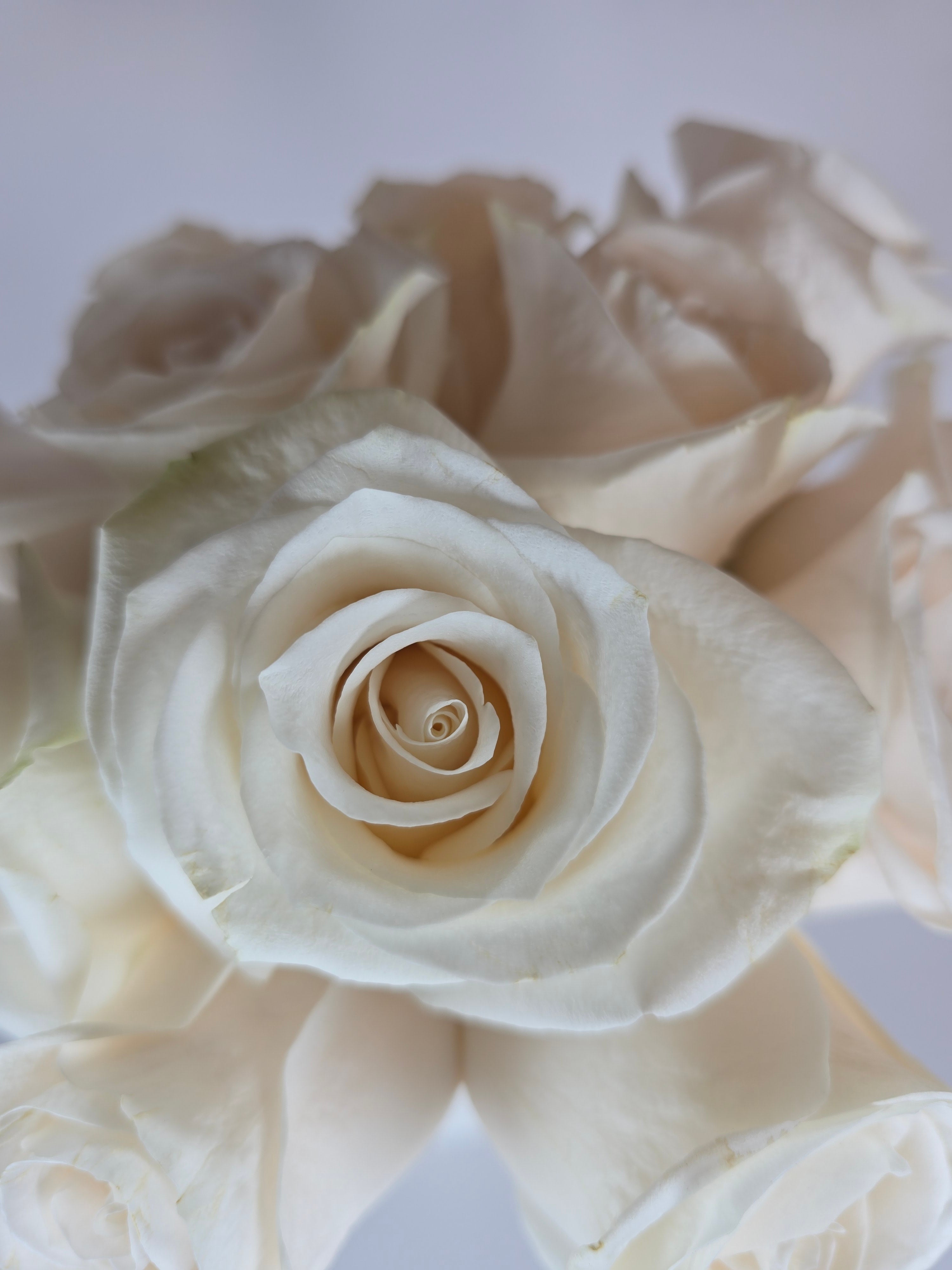 Vendela Cream Rose – The Flower Hype
