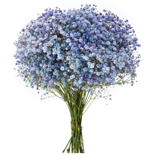 Very Peri Purple Tinted Baby's Breath