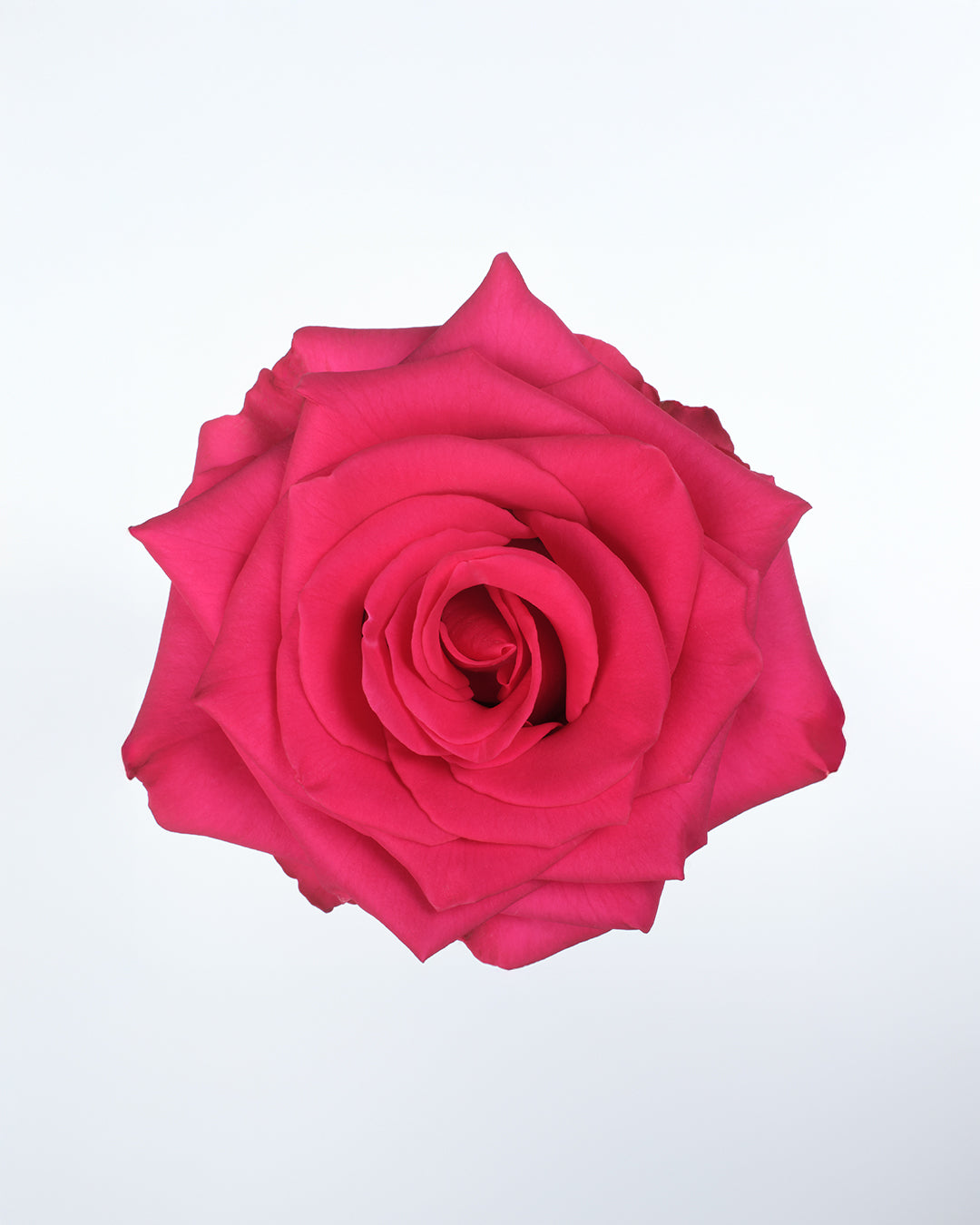 Vi Pink Hot Pink Roses