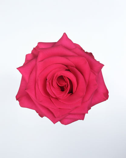 Vi Pink Hot Pink Roses