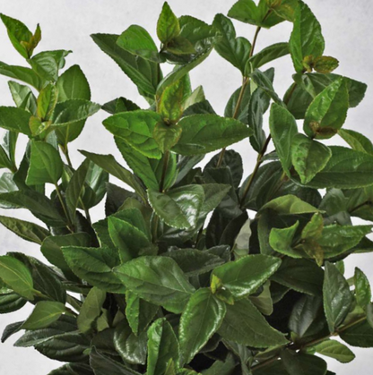 Viburnum Greenery