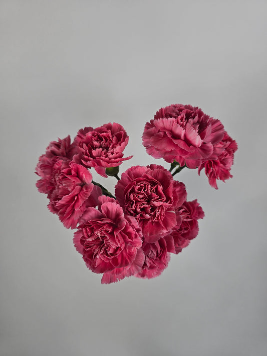 Vintage Pink Carnations