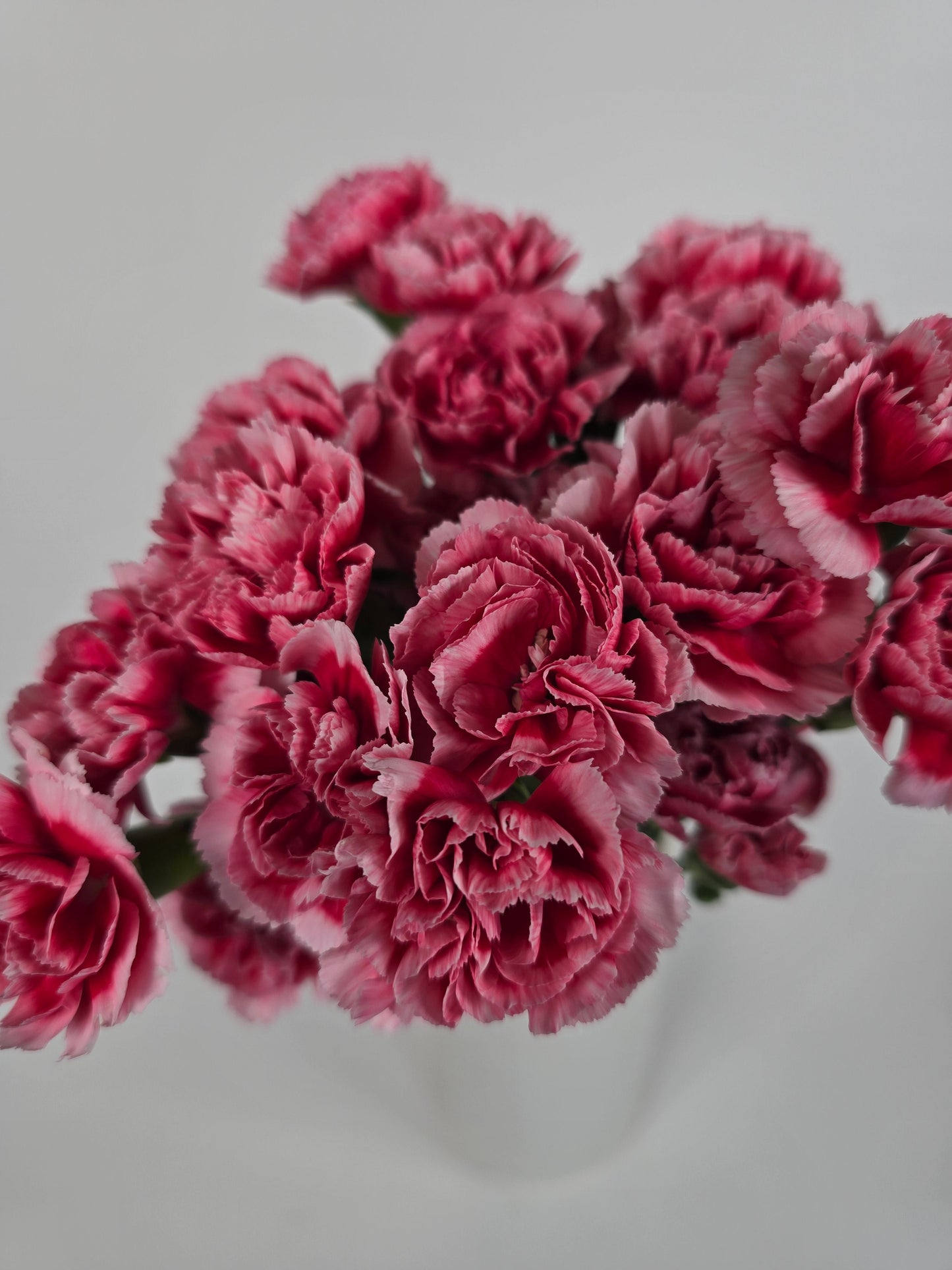 Watermelon Candy Spray Mini Carnations