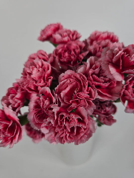 Watermelon Candy Spray Mini Carnations
