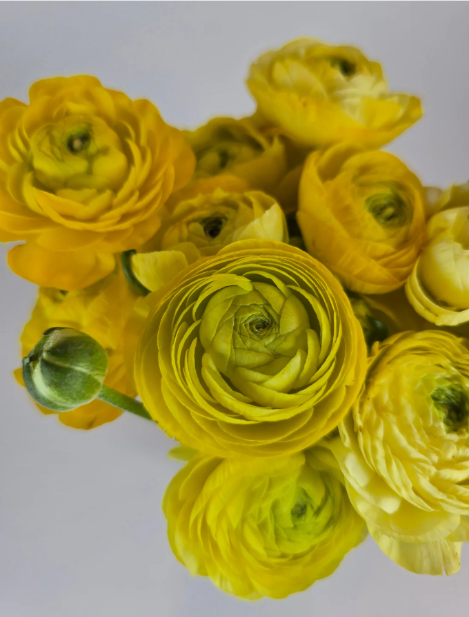 White and Gold Garden Box