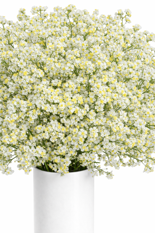 White and Yellow Limonium