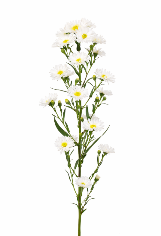 White Asters