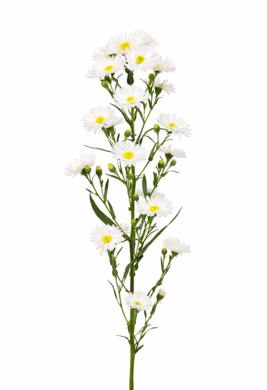 White Asters