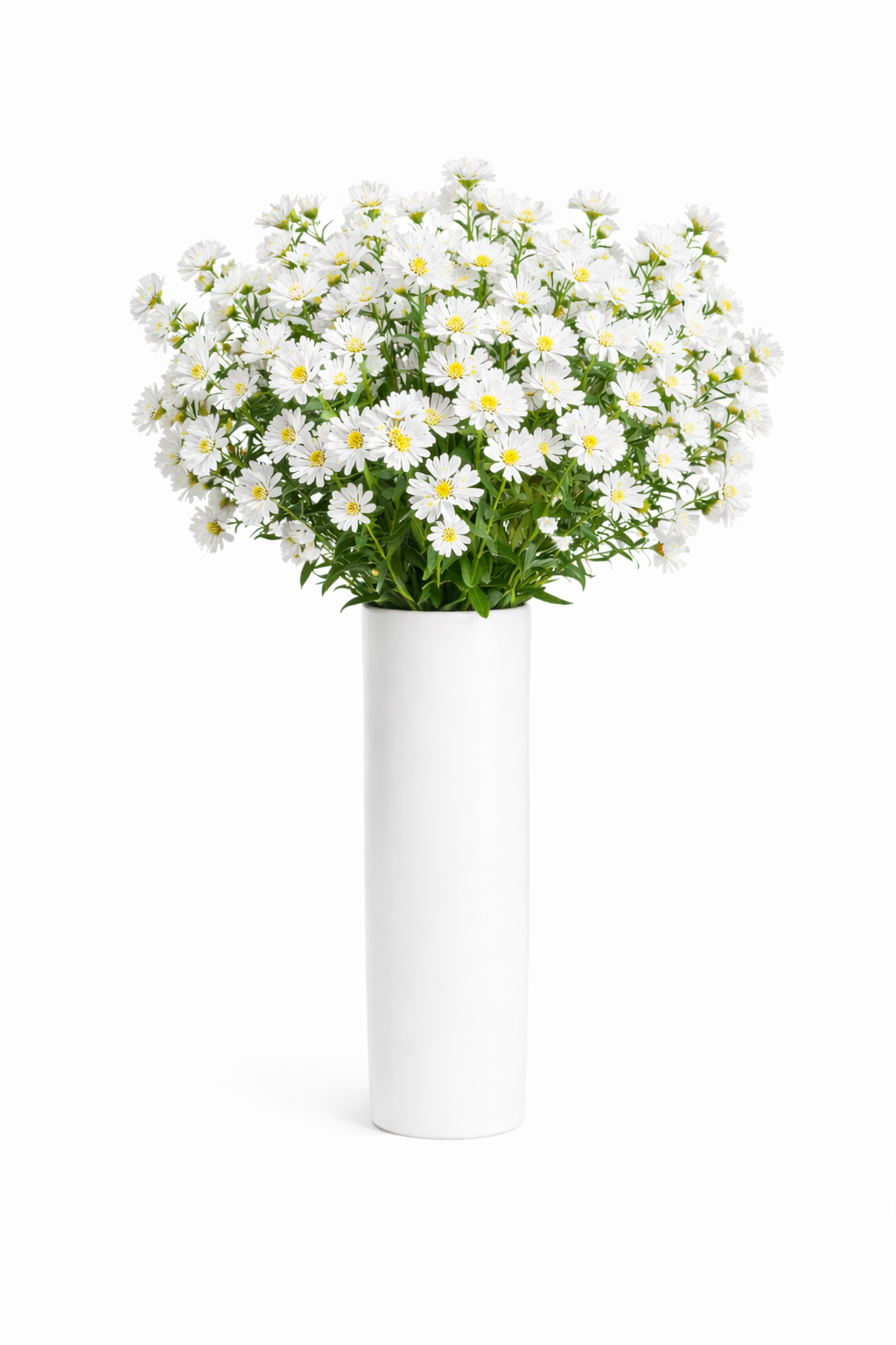 White Asters