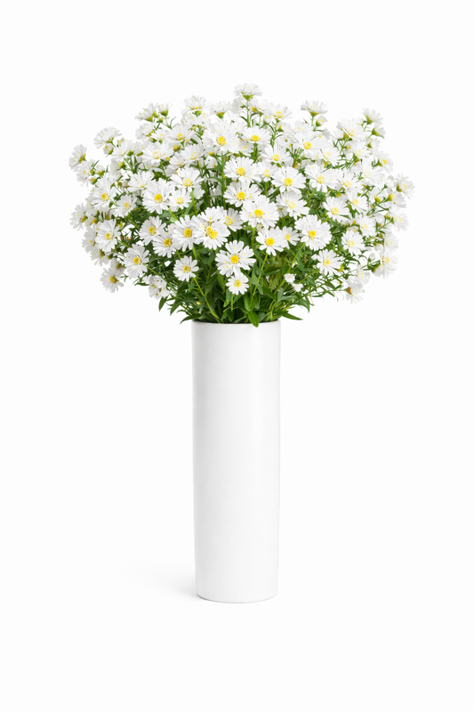 White Asters