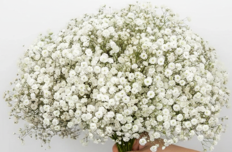 White Baby's Breath Bouquets