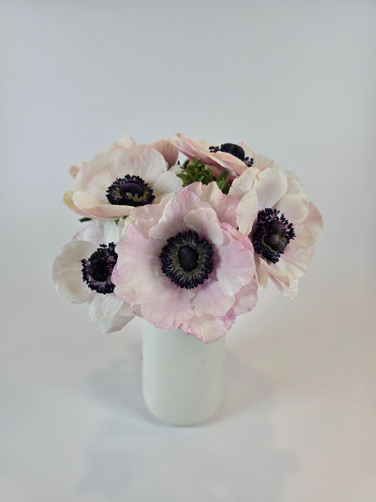 White Blush Anemones
