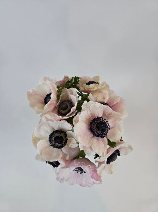 White Blush Anemones