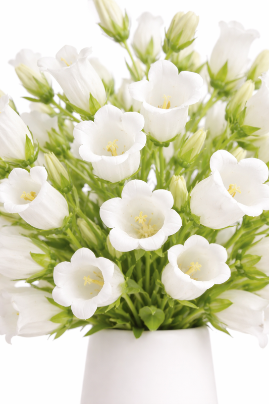 White Campanulas