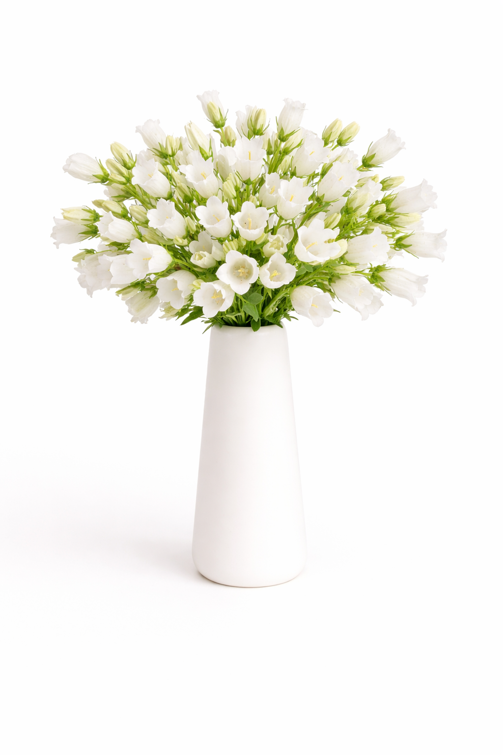 White Campanulas