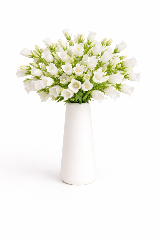 White Campanulas
