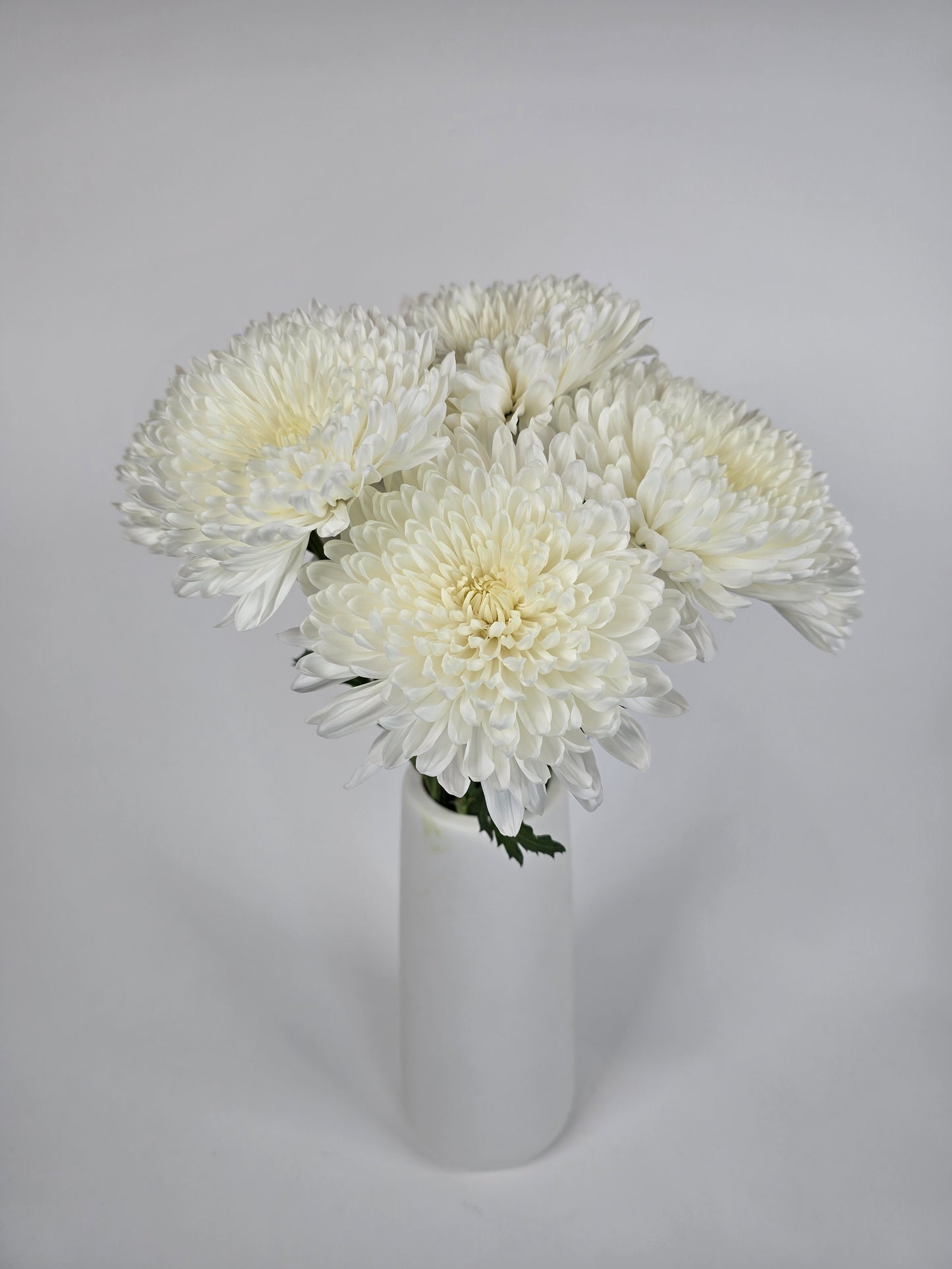 White Cremon Mums