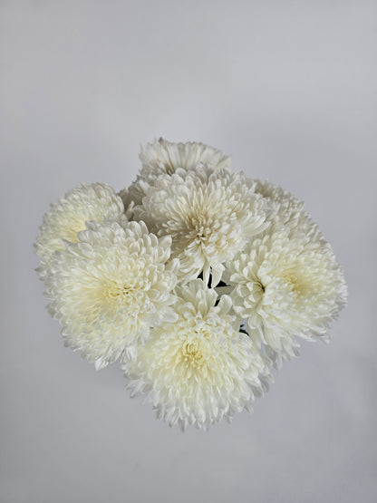 White Cremon Mums