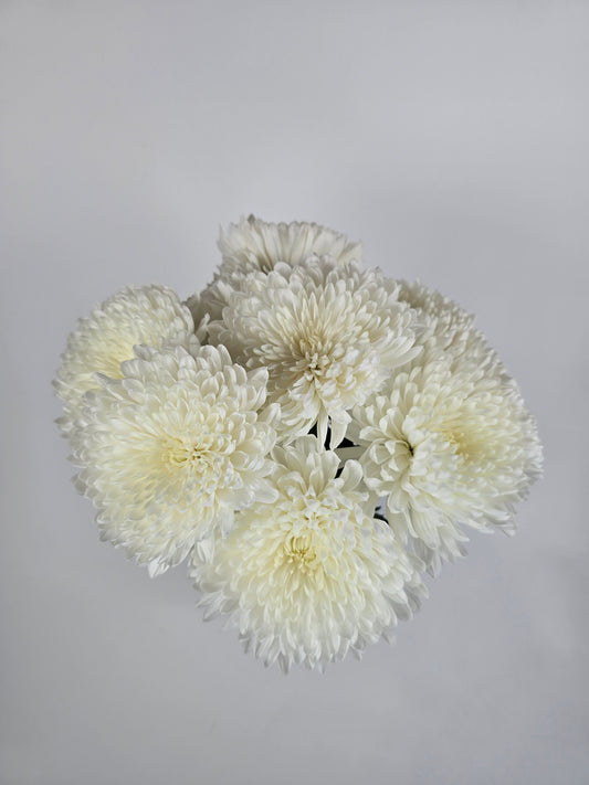 White Cremon Mums