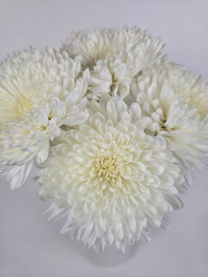 White Cremon Mums