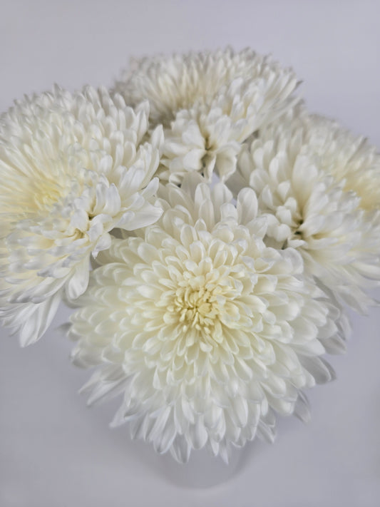 White Cremon Mums