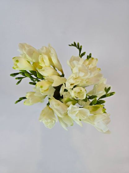 White Freesia
