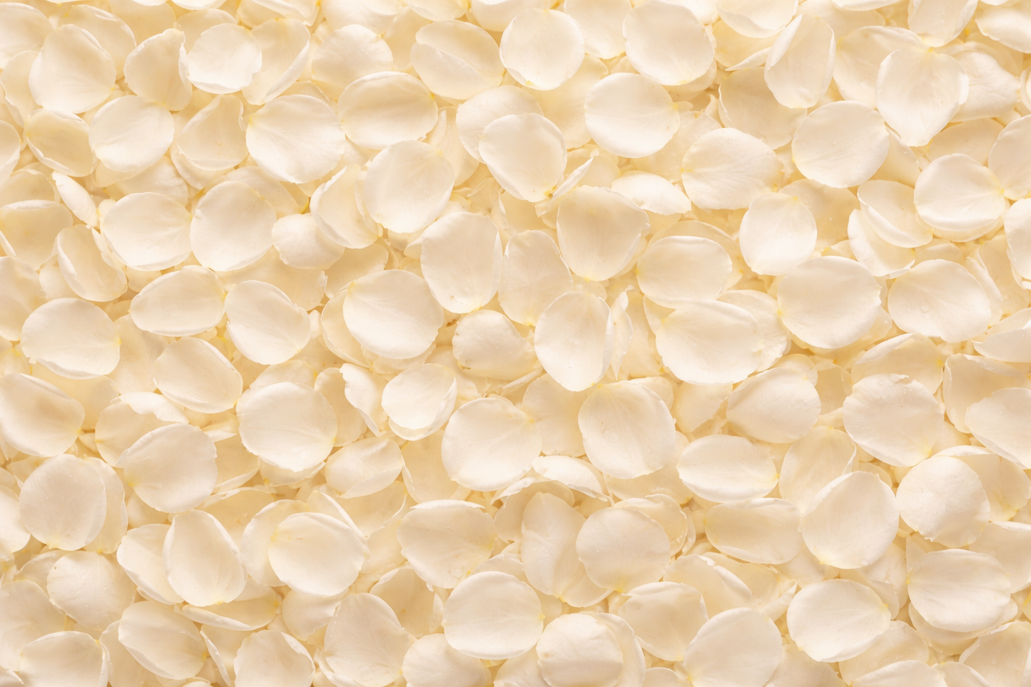 White Fresh Rose Petals