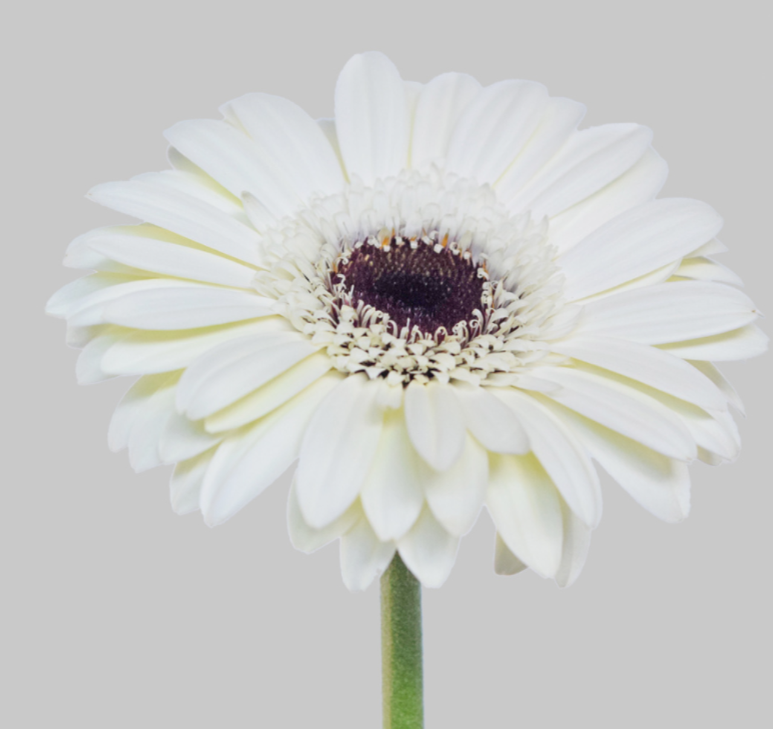White Gerbera Daisies