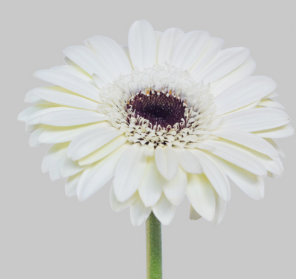 White Gerbera Daisies