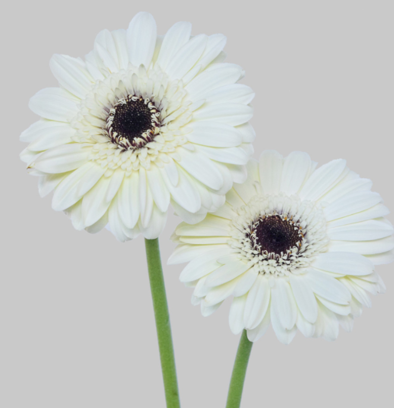 White Gerbera Daisies