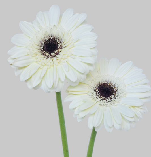 White Gerbera Daisies