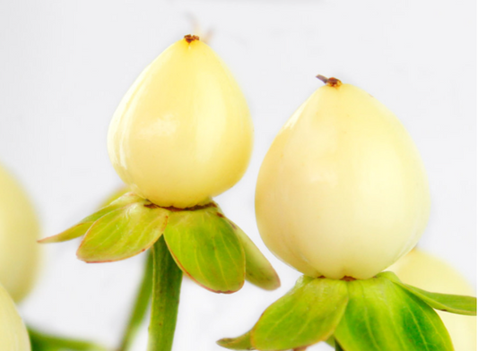 White Hypericum Berries