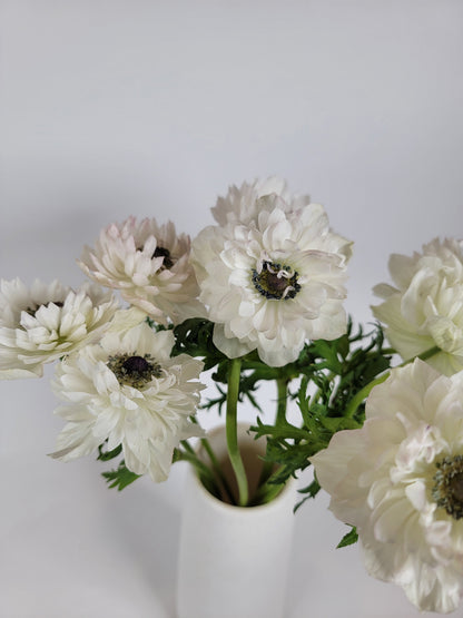 White Levante Anemone