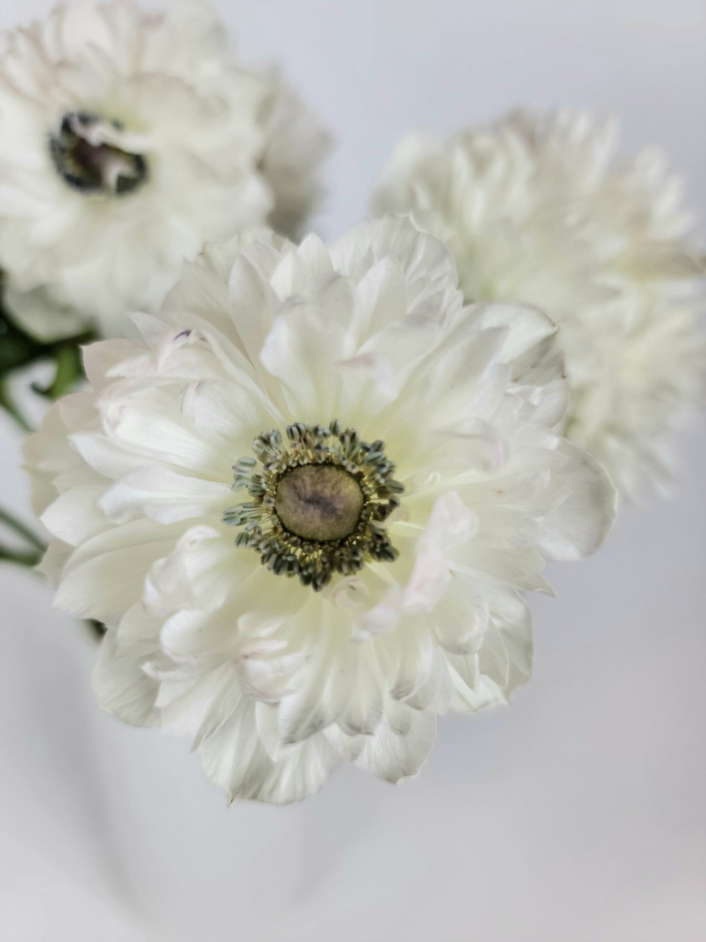 White Levante Anemone