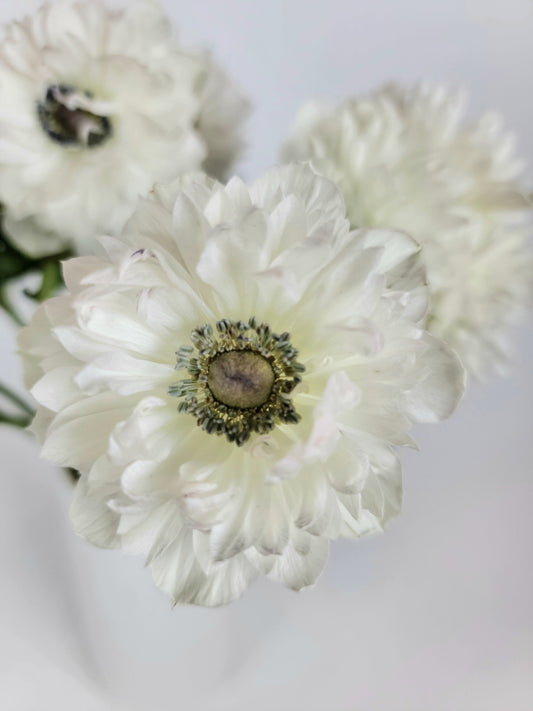 White Levante Anemone