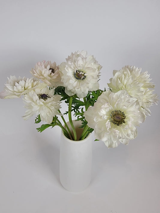 White Levante Anemone